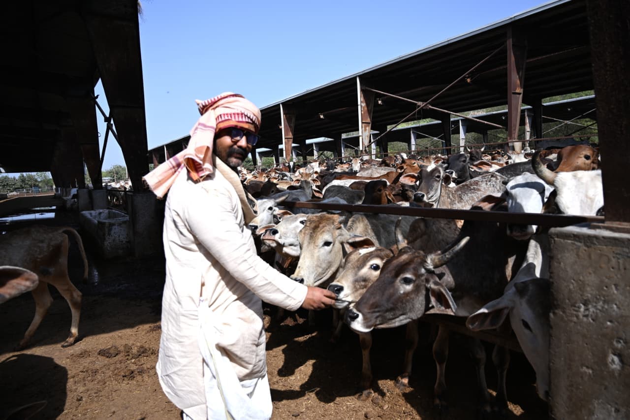 Gau Seva - Cow protection