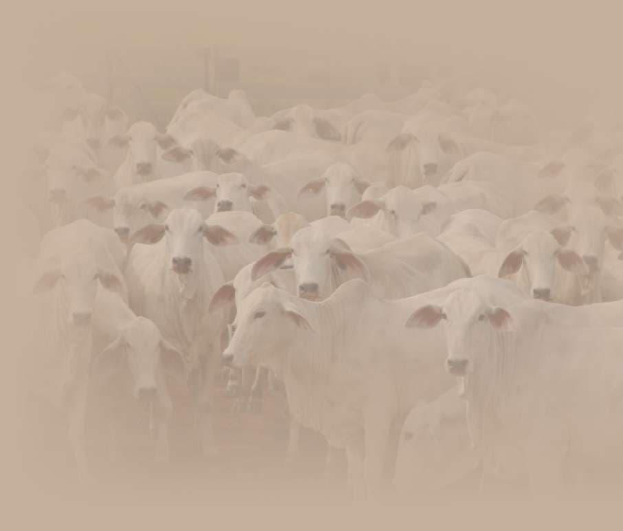 Gau Seva - Cow protection